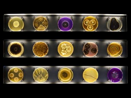 Foto ARTIS-Micropia in Amsterdam, Zien, Musea & galleries