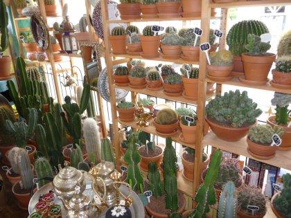 Foto Danny De Cactus in Rotterdam, Winkelen, Geschenken kopen, Woonaccessoires wonen - #1