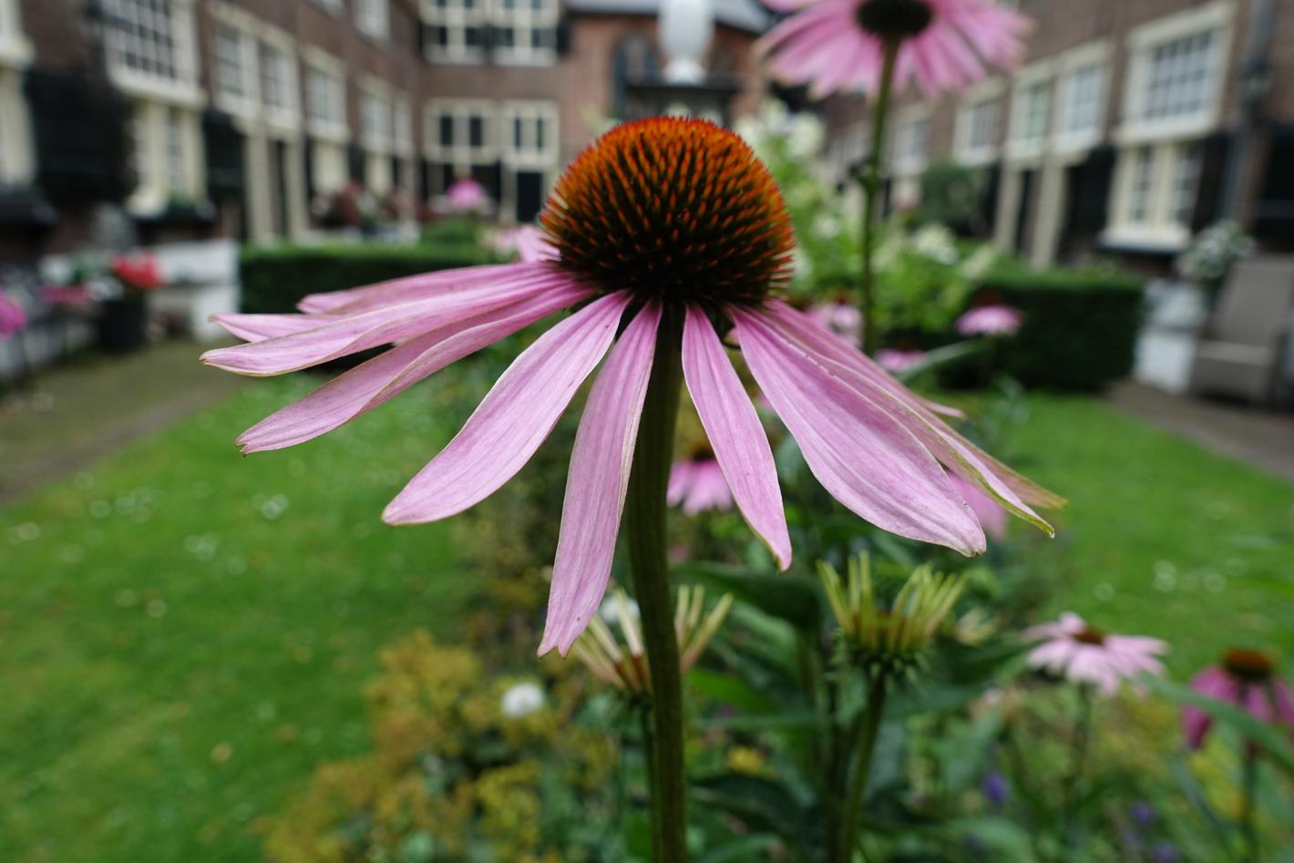 Foto Sint Annahofje in Leiden, Zien, Bezienswaardigheden - #2