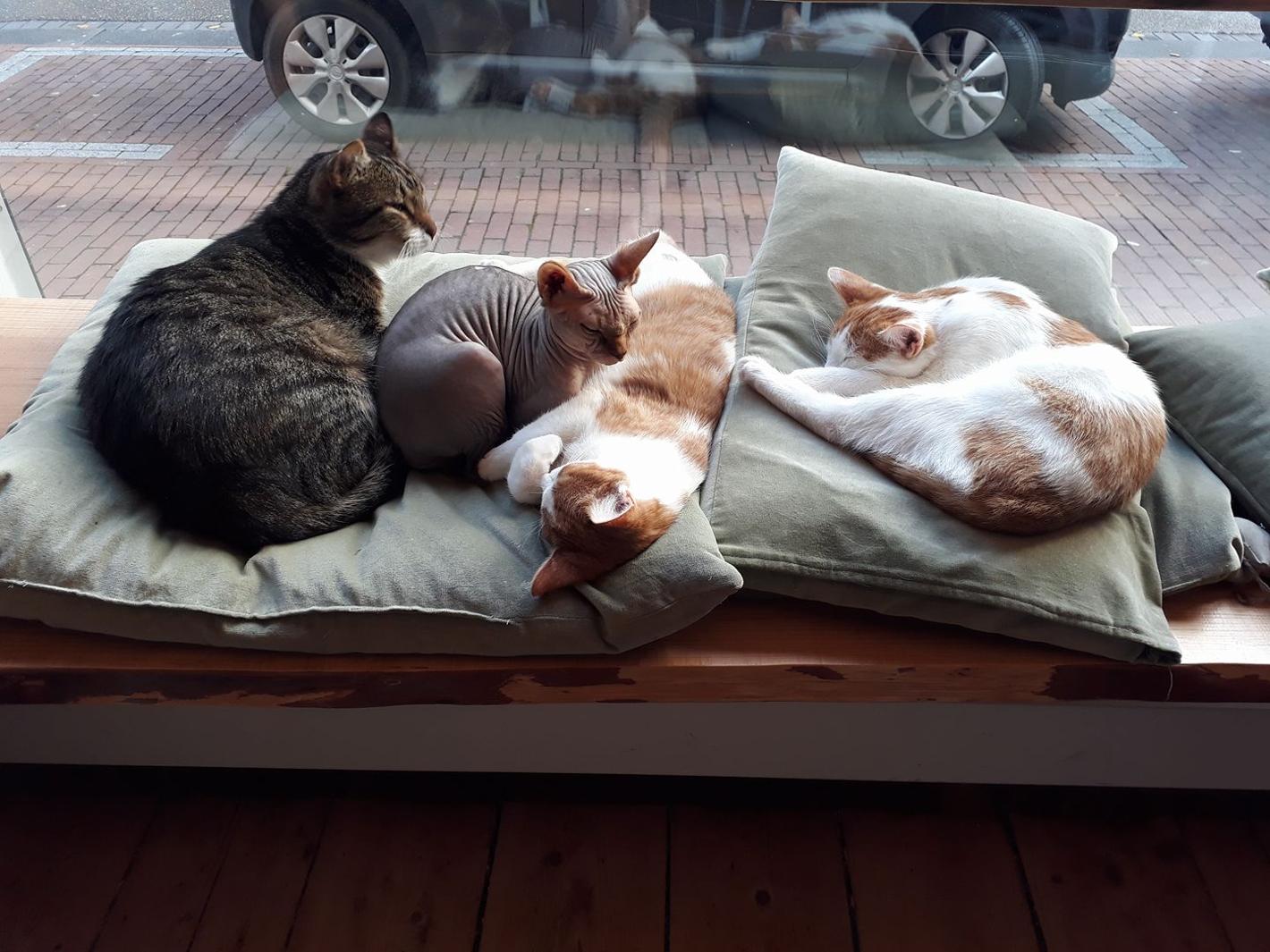 Foto Kattencafé Balthazar in Nijmegen, Eten & drinken, Koffie thee drinken - #1