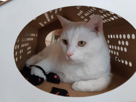 Foto Pebbles Kitty Cat Café in Rotterdam, Eten & drinken, Koffie, thee & gebak